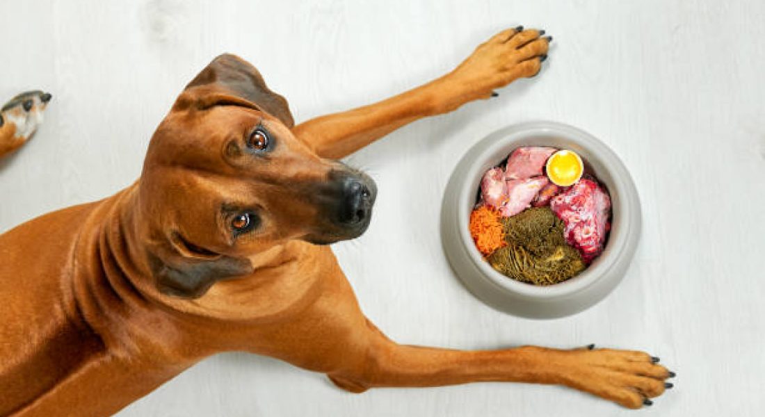 Natural dog food Hungry brown dog lying near its bowl full of meat food looking at camera, top view